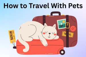 How to Travel With Pets: Smart Tips for Happy Travels